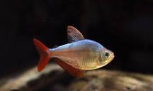 Bystrzyk kolumbijski/tetra kolumbijska