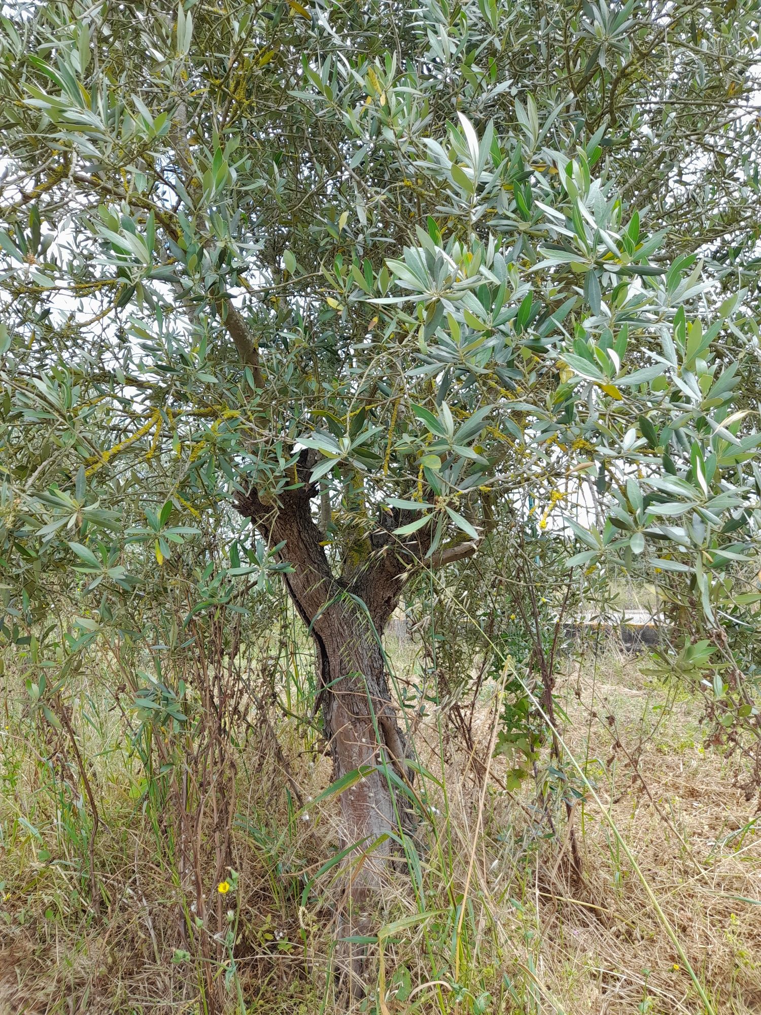 Oliveiras de jardim