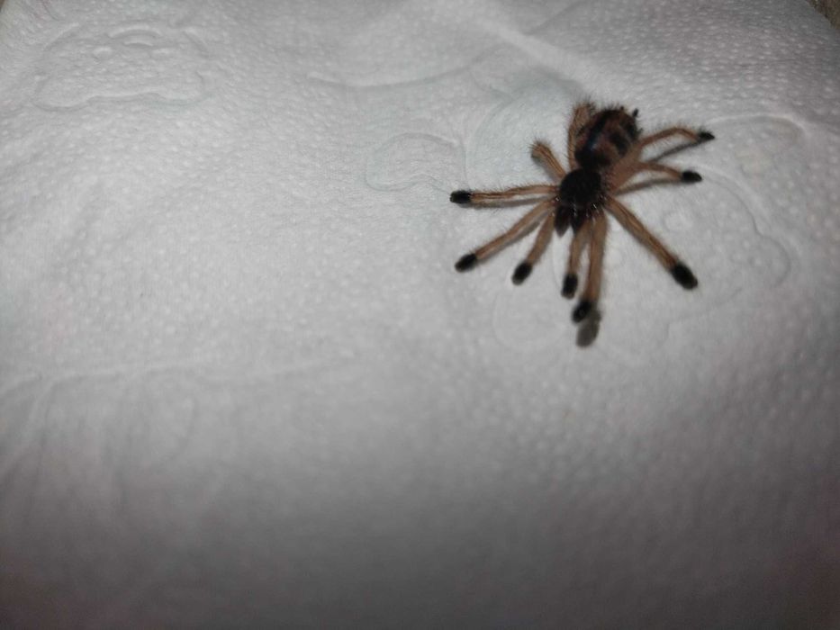 Avicularia avicularia l4