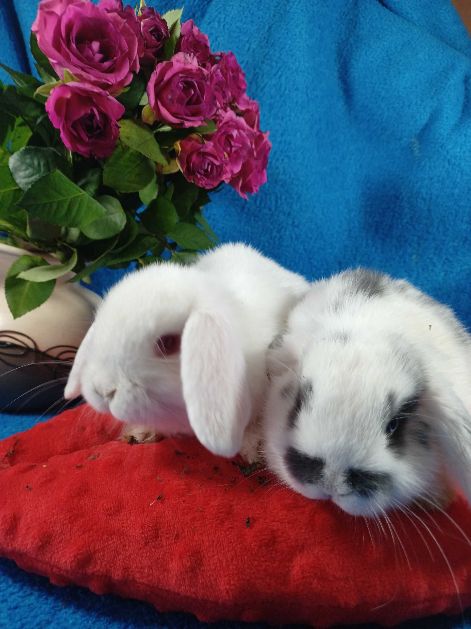 Mini Lop z hodowli Polskie -Jabłuszko PL.