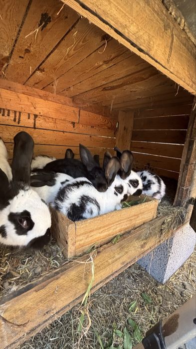 srokacze niemieckie młode