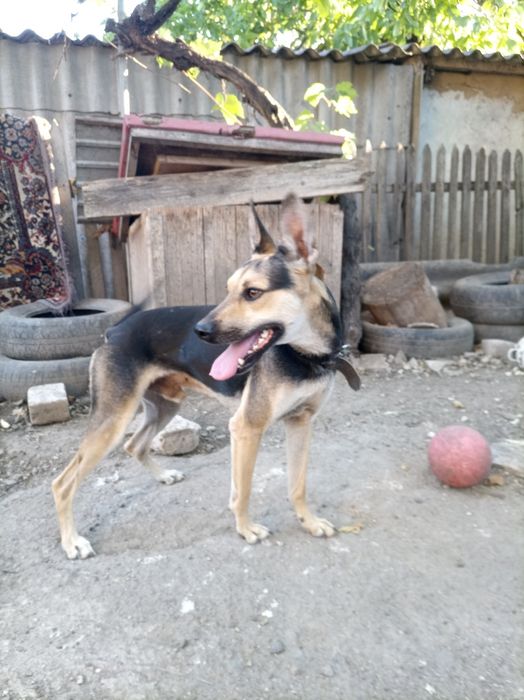 Овчарка, мальчик.