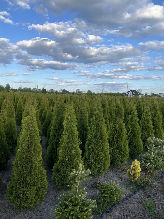 Tuja Szmaragd 150 cm dostepne różne wysokości - Nasielsk