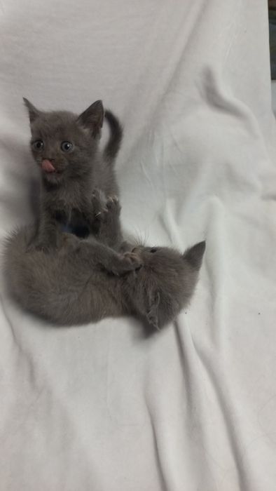 Кошенята в добрі руки