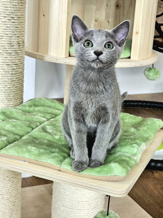 Rosyjski Niebieski kocurek Hodowla PZF Warszawa