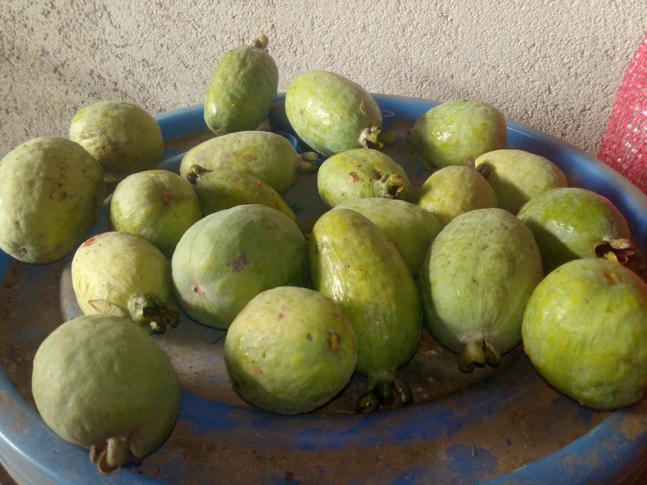 Plantas feijoas prontas a ir para a terra