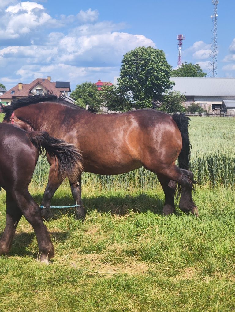 Klacz zimnokrwista 7 letnia źrebak koń