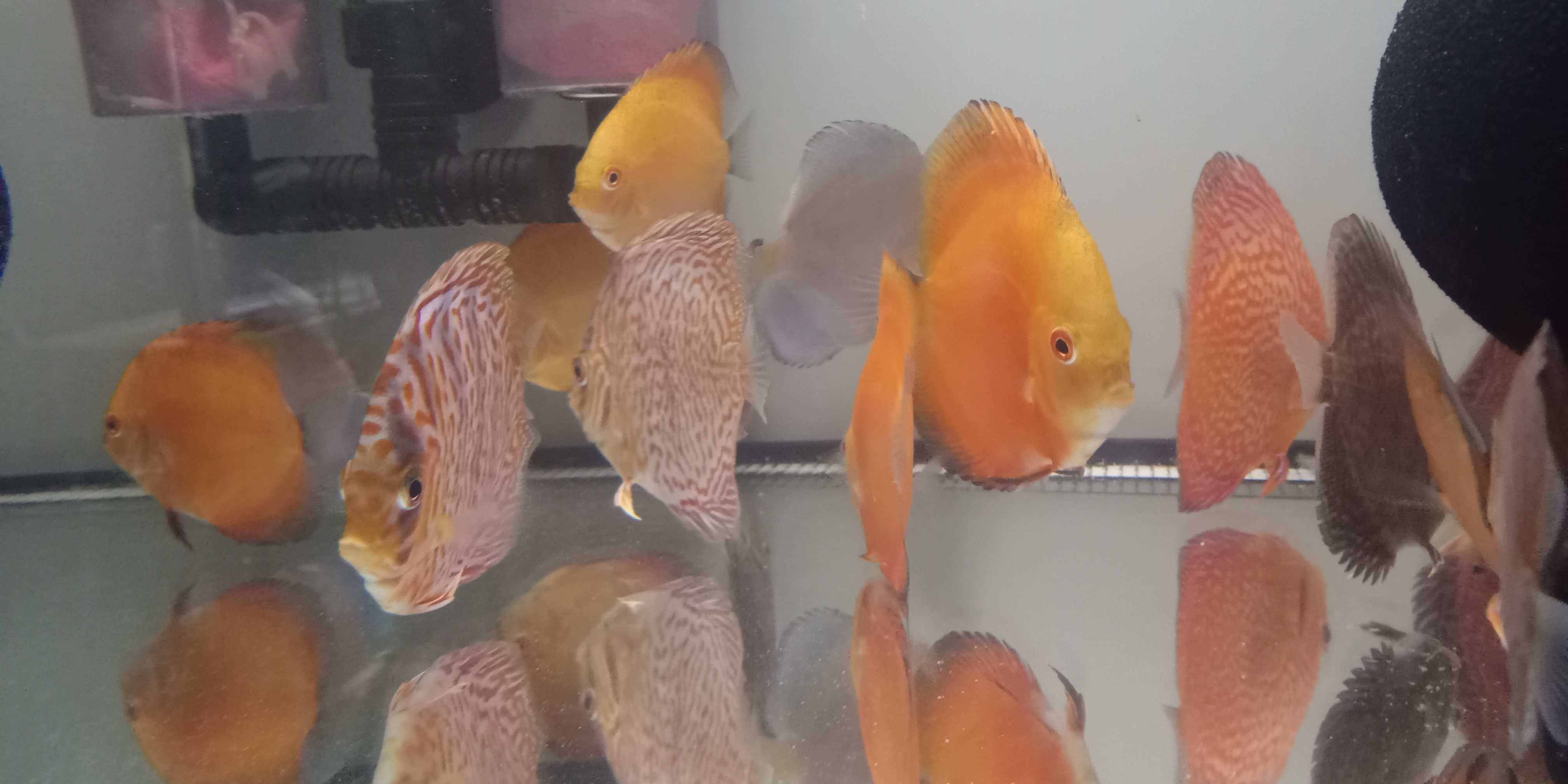 GB Dyskowce-paletki ryby 5,5cm czerwone niebieskie białe MIX COLOR