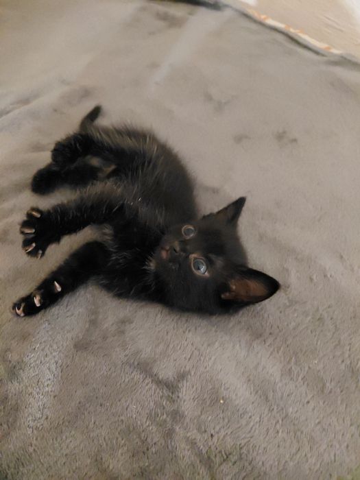 Кошенята не породисті