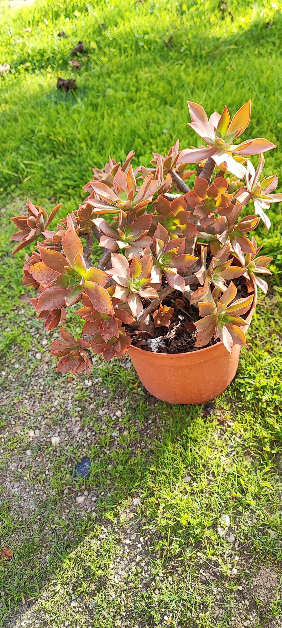 Planta suculenta