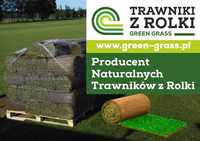 Trawniki z rolki Green Grass/Trawa plantacja/Producent