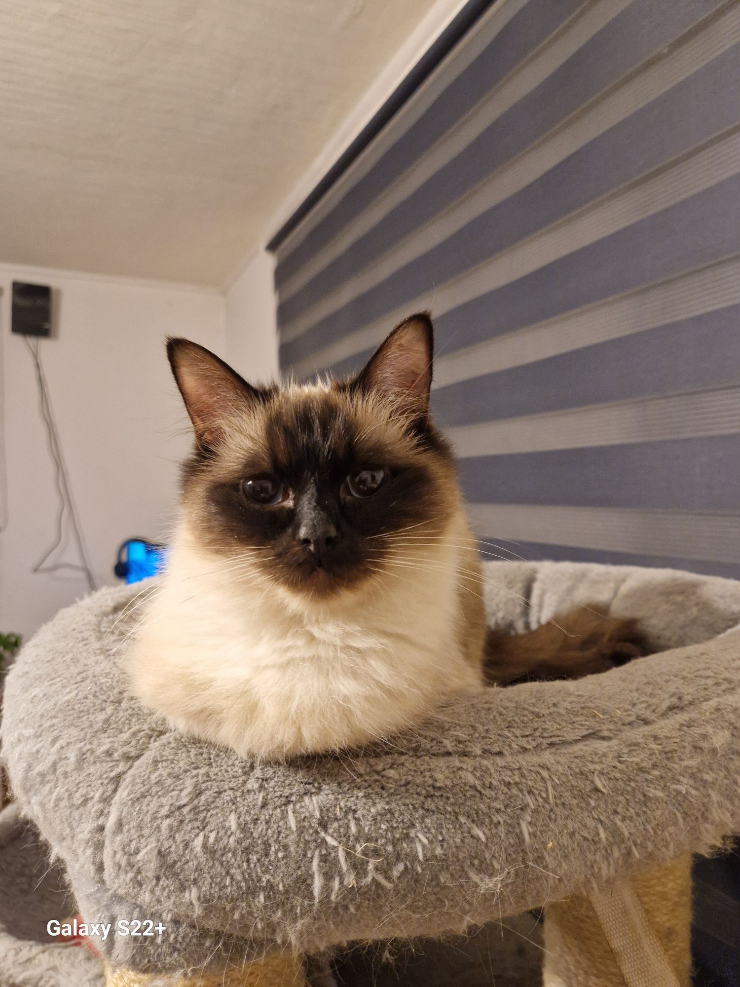 Ragdoll koteczka rasowa