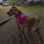 Cachorra American pit bull terrier