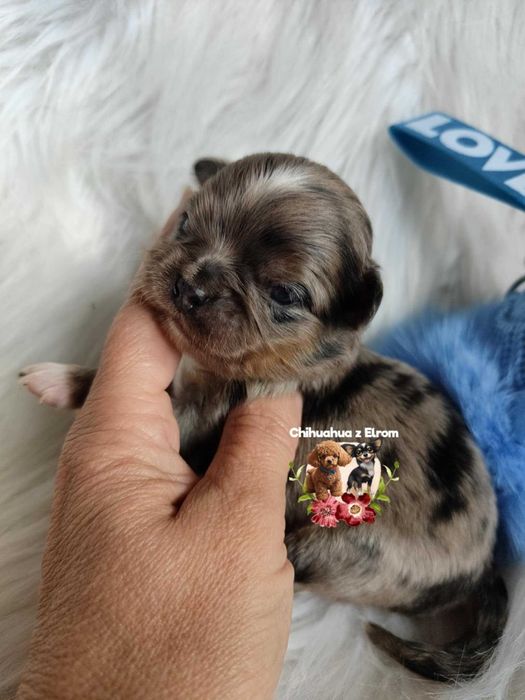 ** Cudowny piesek merle**