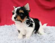 Biewer Yorkshire Terrier York Yorki