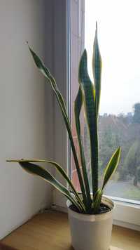 Sansevieria - kwiat w doniczce śr. 18 cm