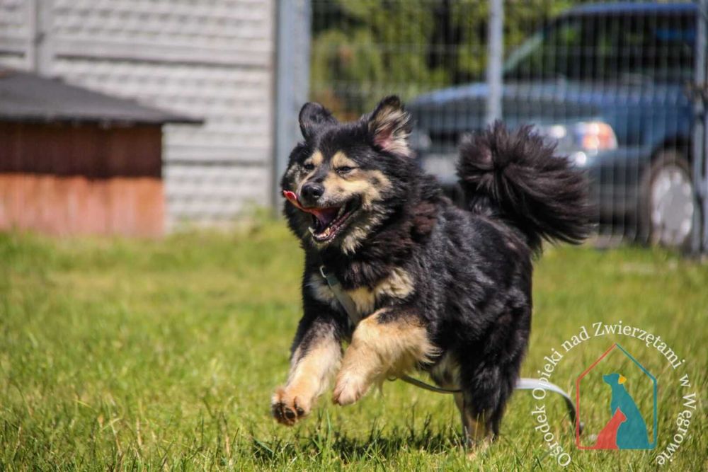 Piesek Barney szuka domu!