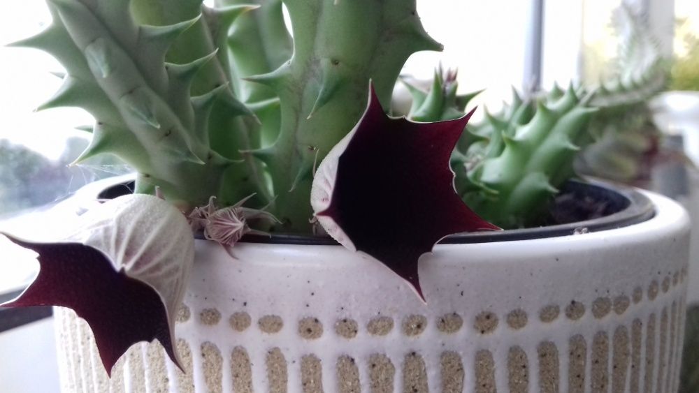 Planta natural/suculenta/ Huernia Keniensis/sinhinho roxo