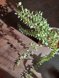 Ruscifolia variegata I ruscifolia cięta
