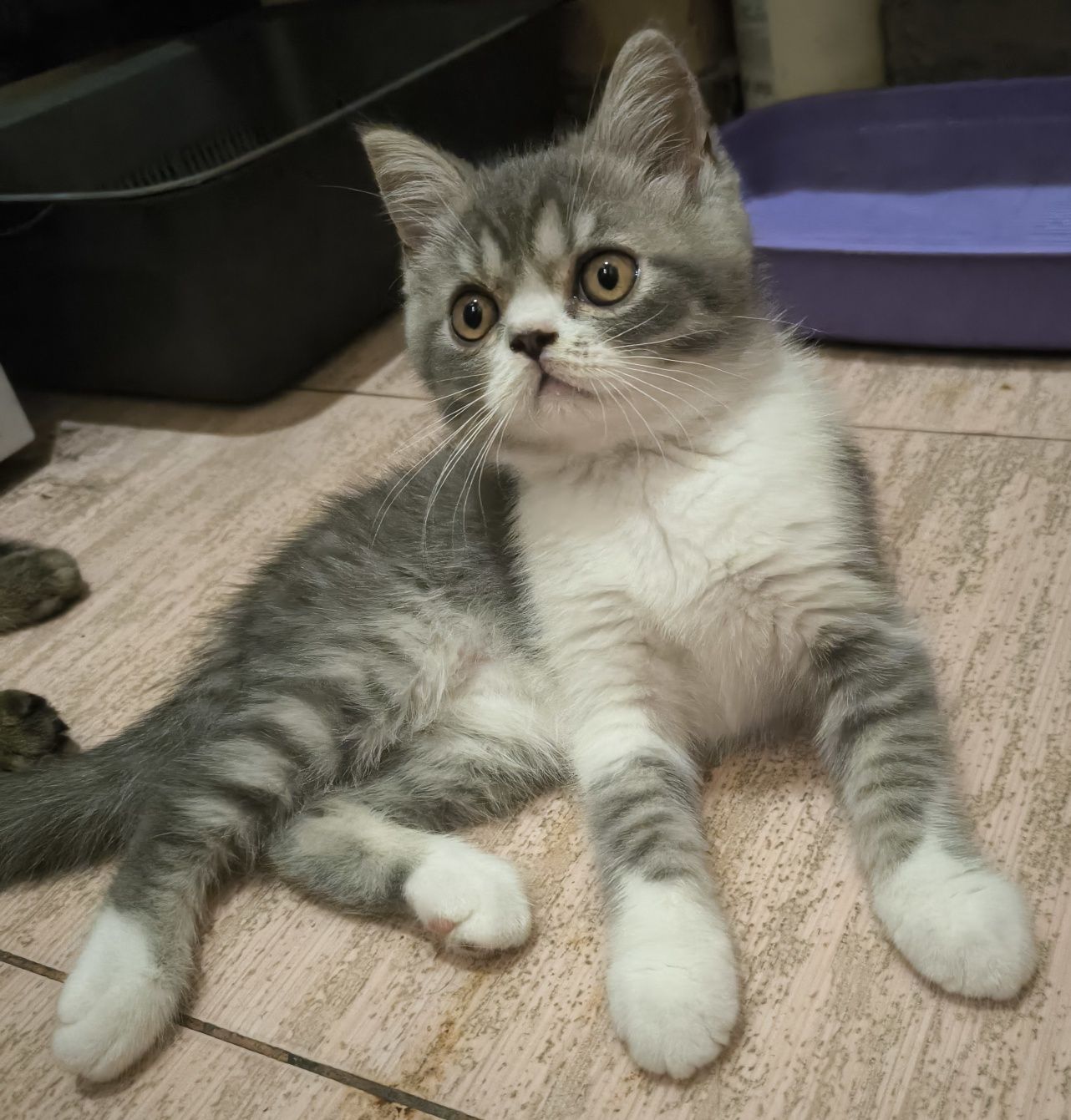 Хлопчик скотіш страйт