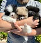Szpic miniaturowy, Pomeranian XS