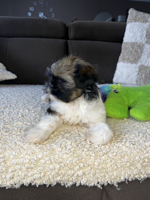 Suczka Shih Tzu Gotowa Do Odbioru