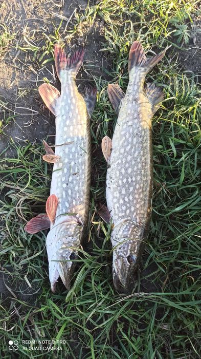 Szczupak 57cm do stawu