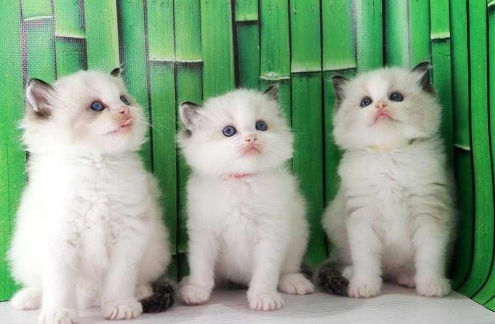 З яскравими синіми очима кошенята породи Ragdoll//РЕГДОЛЛ