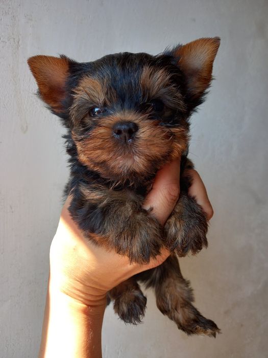 Шикарная мини малышня