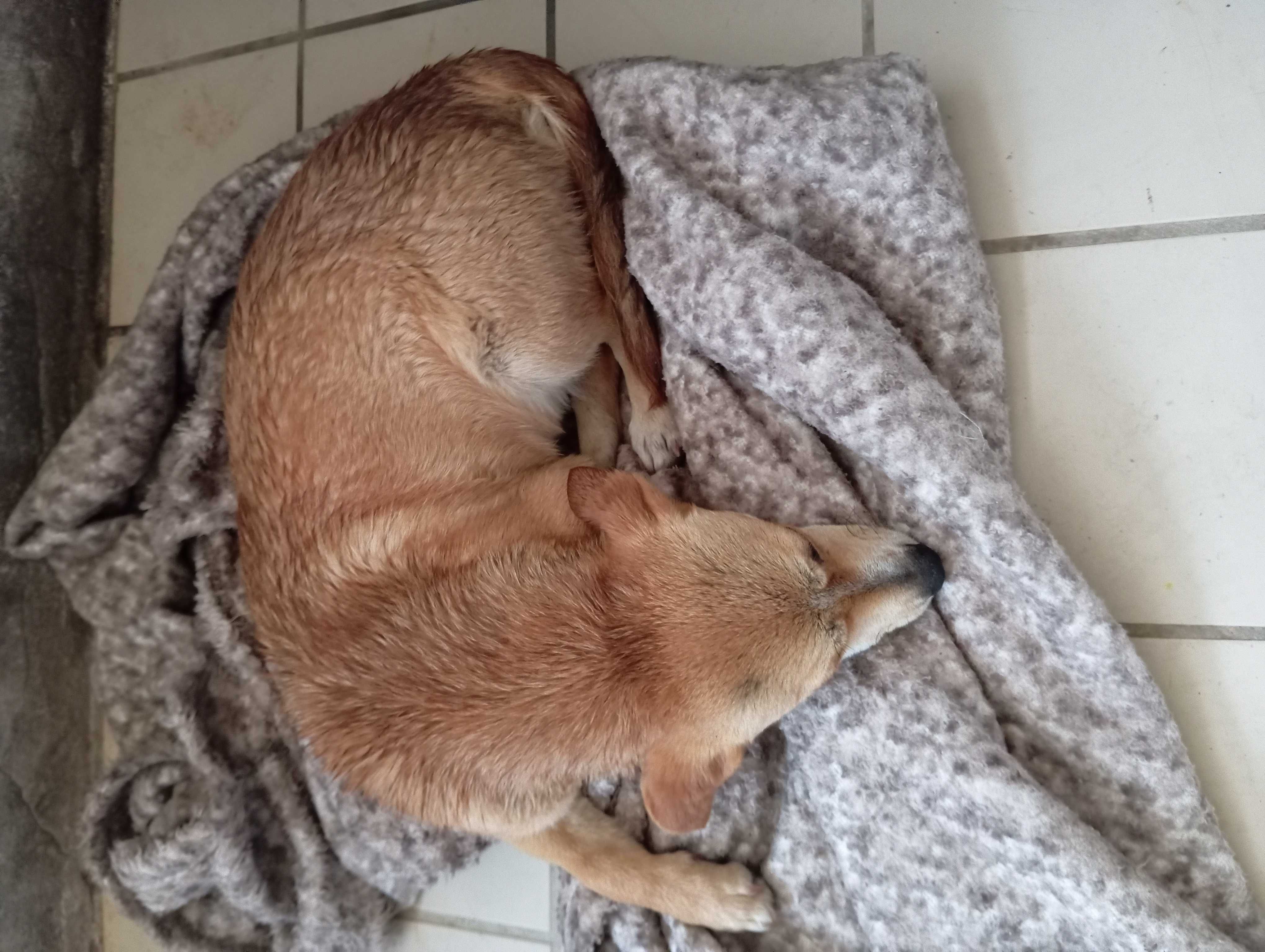 Tenho animais para doar