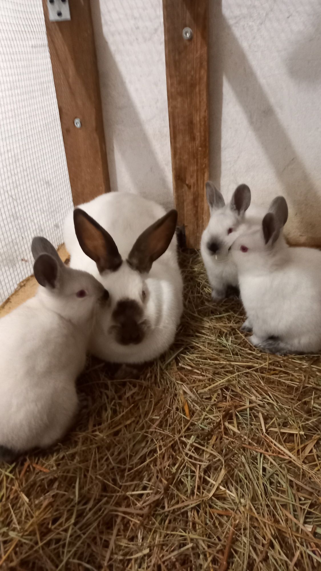 Króliki kalifornijskie kc