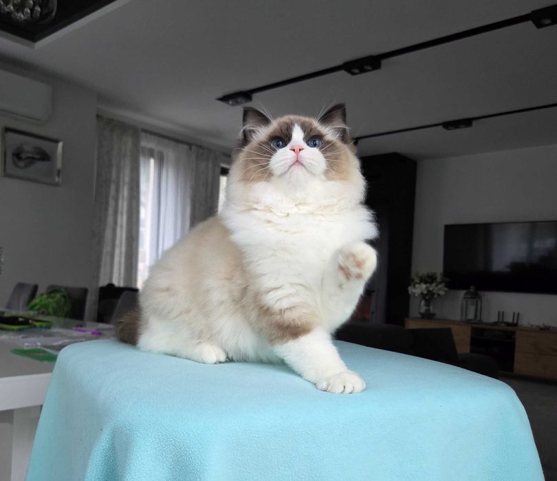 Ragdoll kocur z rodowodem FPL.