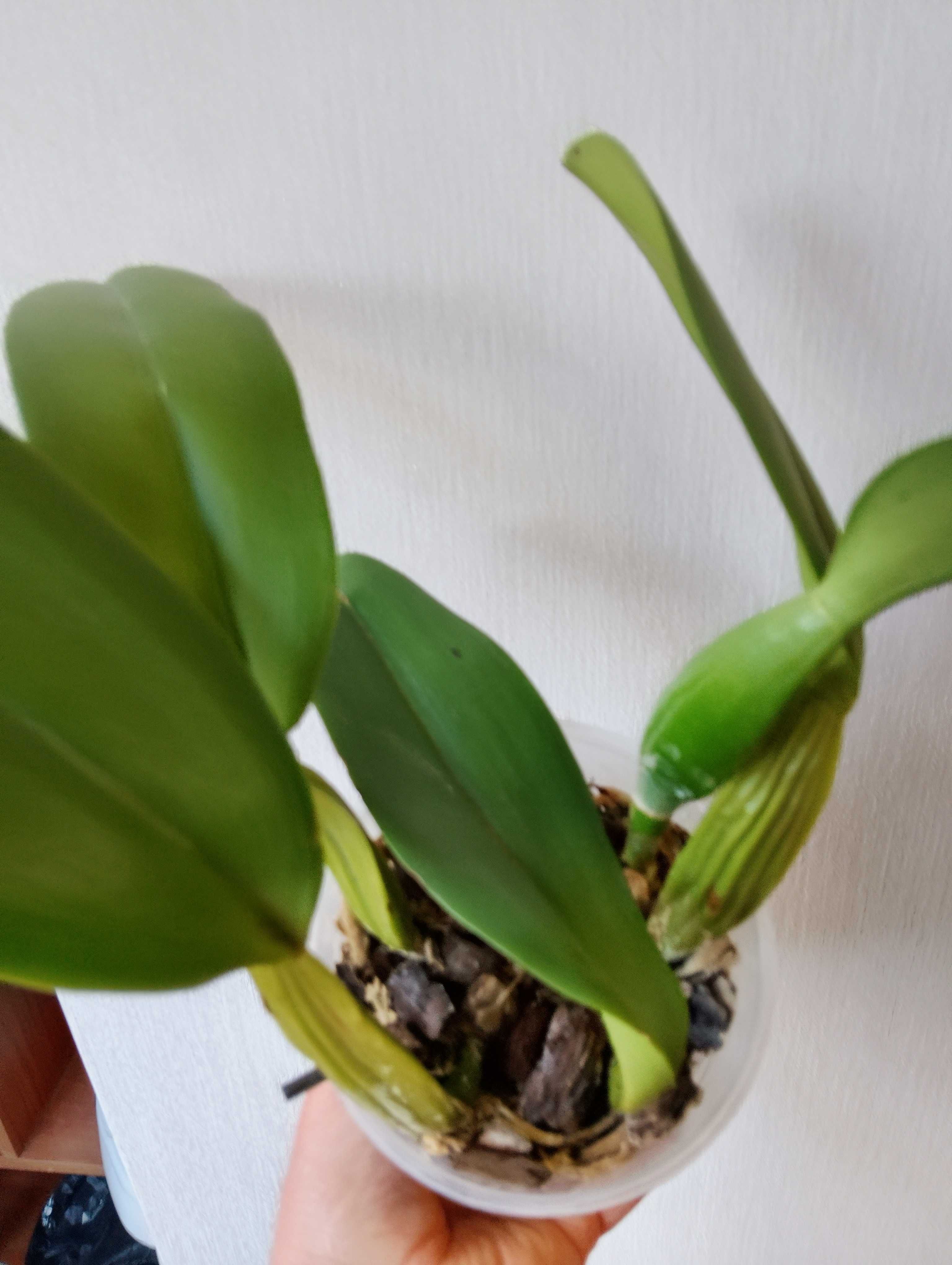 Орхидея Каттлея (Cattleya White with Red lip).