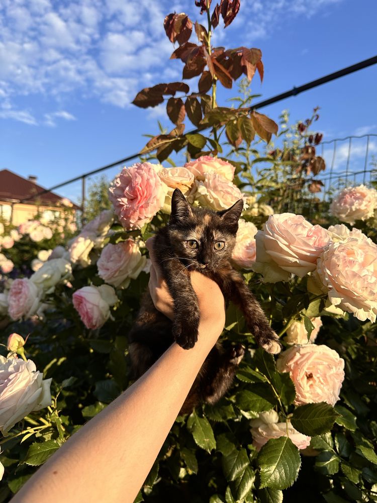 Заберіть котенят! Корм, туалет в подарунок
