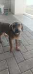 Doação de Cachorro