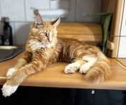 Kocurek Maine Coon gotowy do odbioru