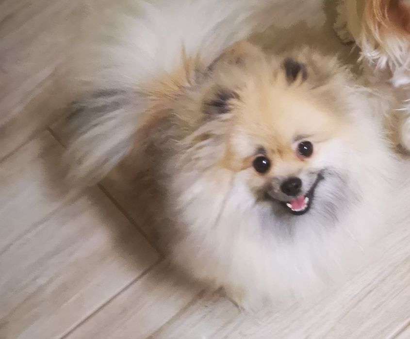 Sunia dorosla.Szpic miniaturowy Pomeranian