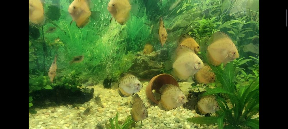 Discus Jovens 6 a 8cm