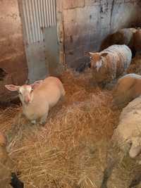Vendo borregos e ovelhar charolês