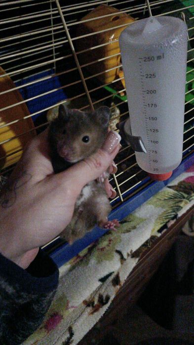 Гризуни в добрі руки