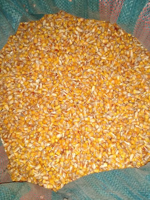 Kukurydza dla kur ryb słonecznik proso owies soja