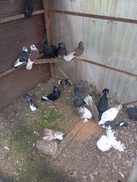 Gołębie mieszane itd