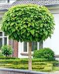 Catalpa nana 250cm!!!