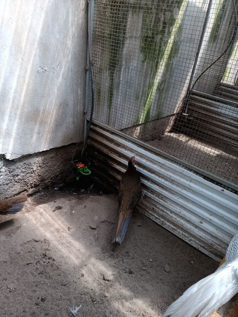 Aves do campo domesticas