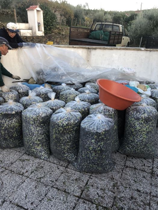 Azeite Biológico Charneca Caparica