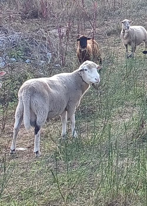 Vendo Ovelhas de boa qualidade 8