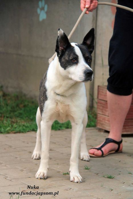 Nuka - suczka w typie amstaffa