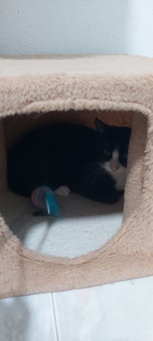 Gatinhos bebé para adoção