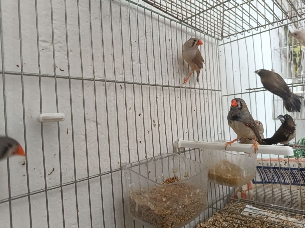 Mandarins de boa pena com anilha
