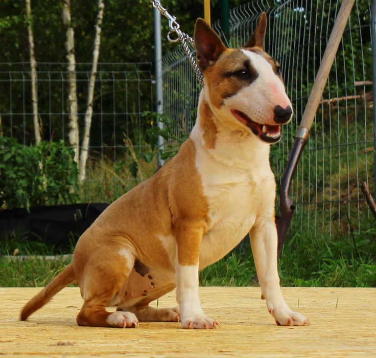 Bulterier miniaturowy umaszczenie rude suczka FCI/ZKwP